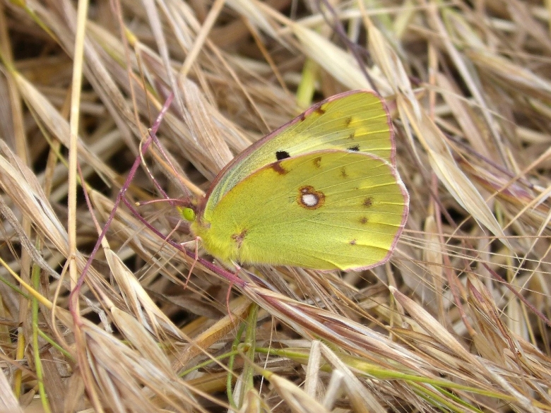 Луговая желтушка бабочка гусеница