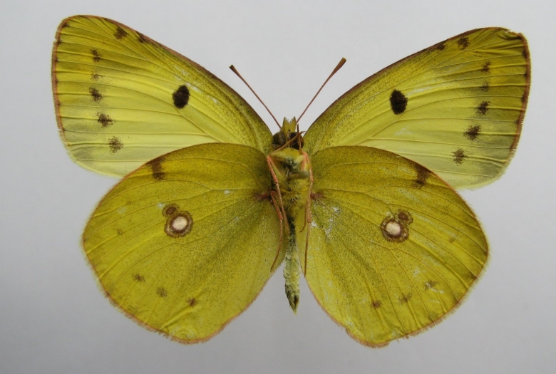 Желтушка торфяниковая