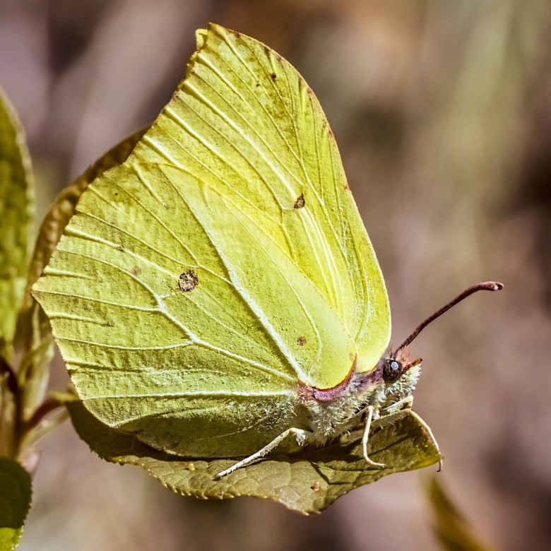 Бабочка крушинница обыкновенная