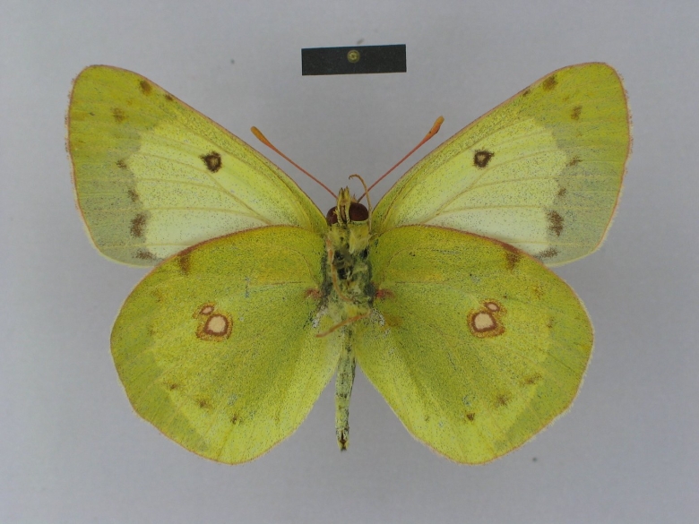 Colias chlorocoma
