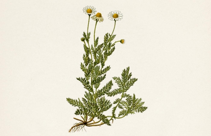 Ромашка аптечная (matricaria chamomilla)