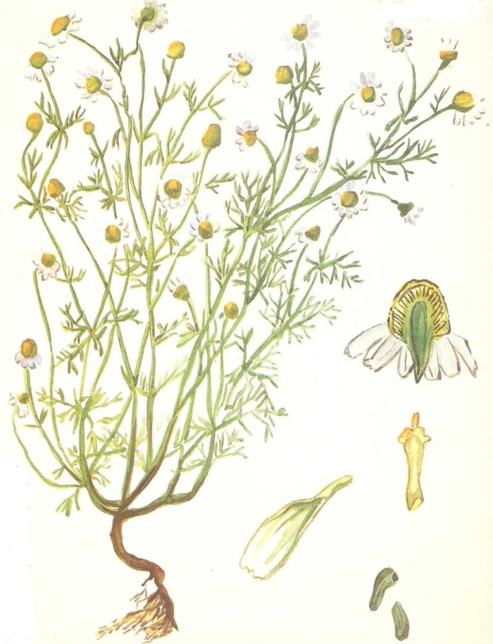Ромашка аптечная matricaria chamomilla
