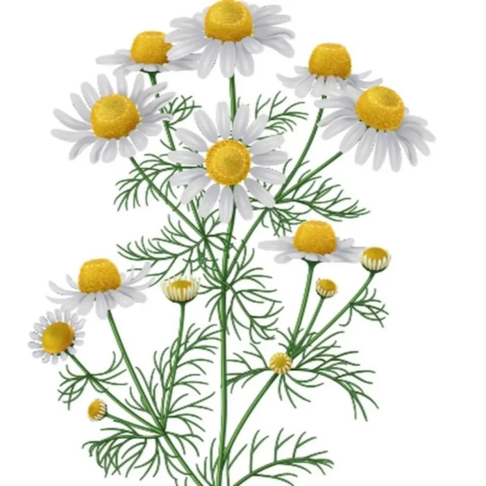 Ромашка лекарственная