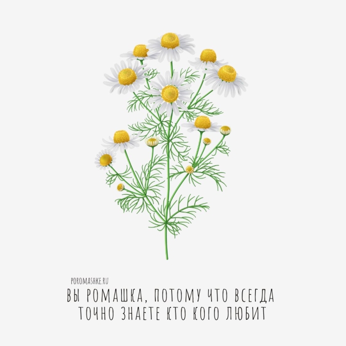 Ромашка лекарственная на белом фоне