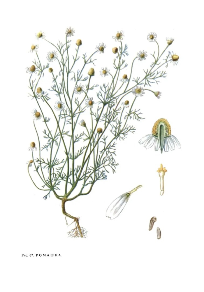 Ромашка аптечная фармакогнозия