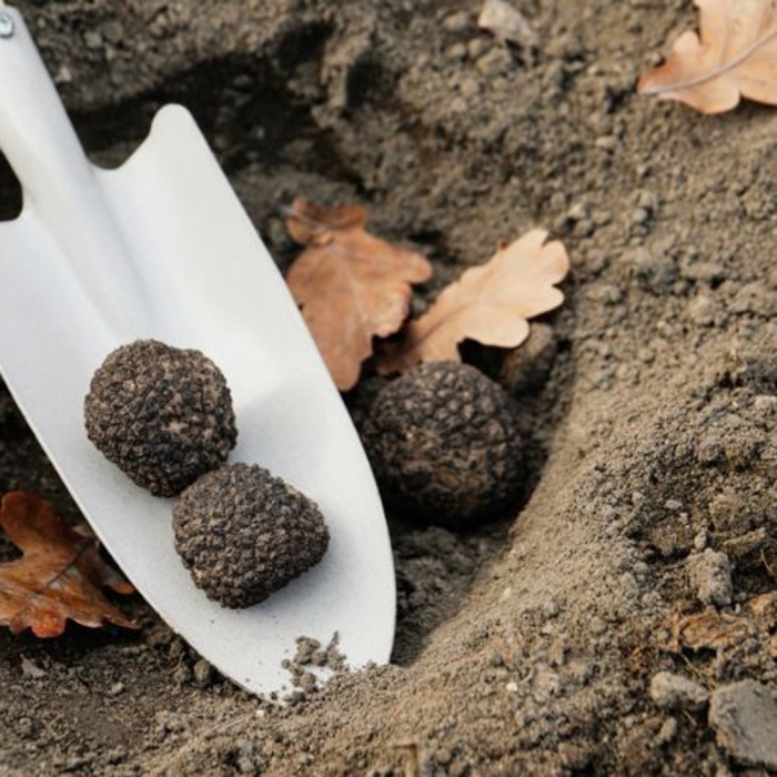 Черный трюфель