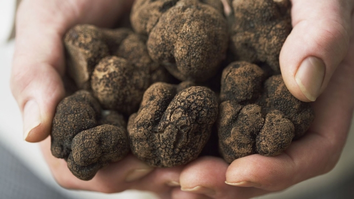 Ложный трюфель