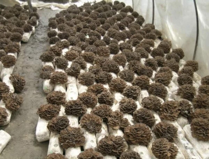 Гриб мейтаке