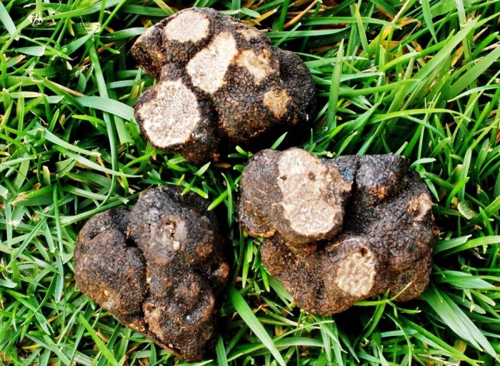 Ложный трюфель меланогастер