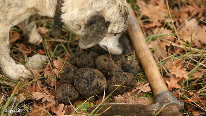 Собаки которые ищут трюфеля