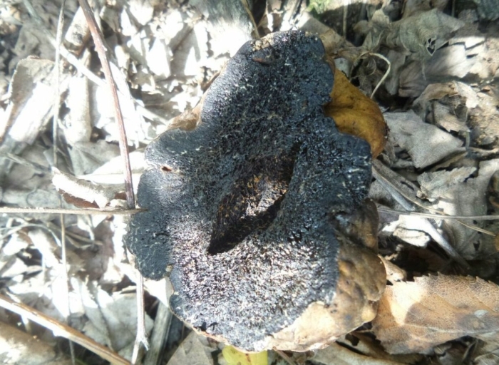 Черный трюфель в лесу
