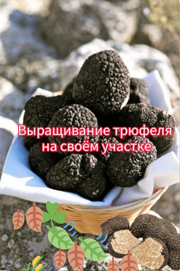 Как выращивают трюфели