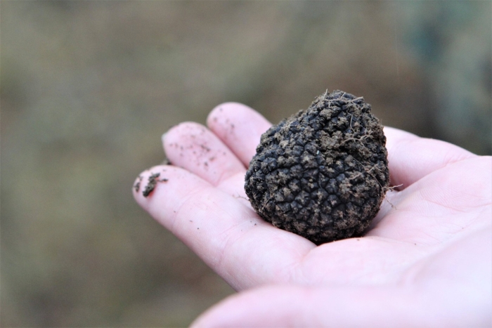 Самый дорогой гриб трюфель