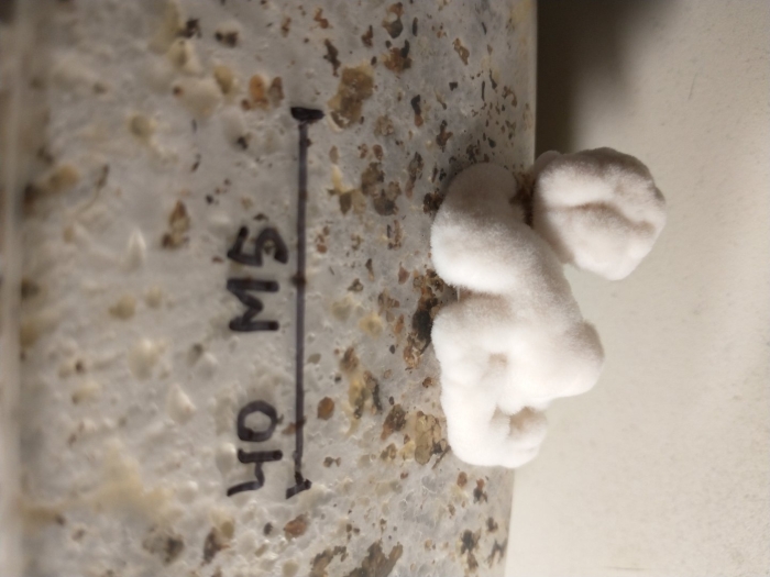 Домовый гриб serpula lacrymans