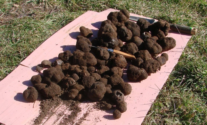 Сибирский трюфель гриб