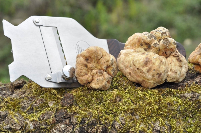 Земляной гриб трюфель