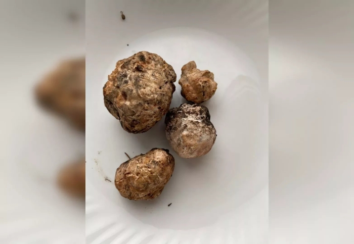 Белый трюфель гриб