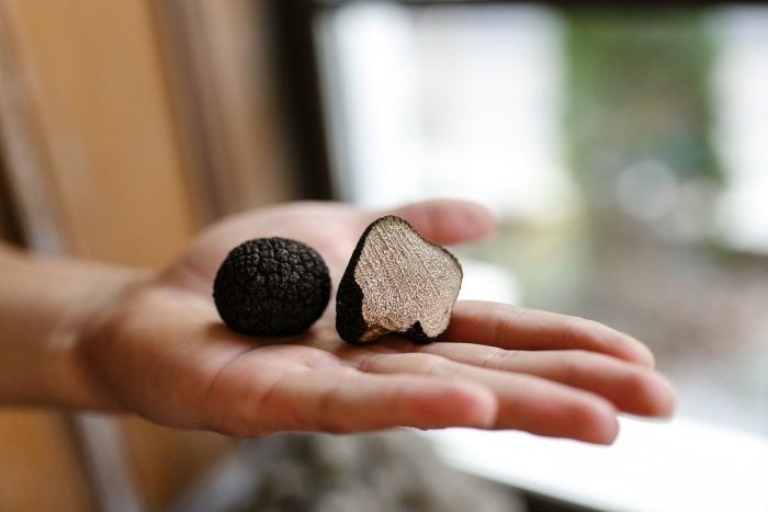 Трюфель летний – tuber aestivum