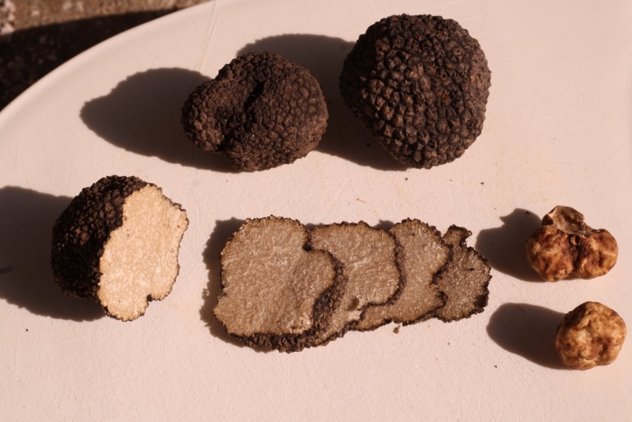 Tartufo трюфель грибы