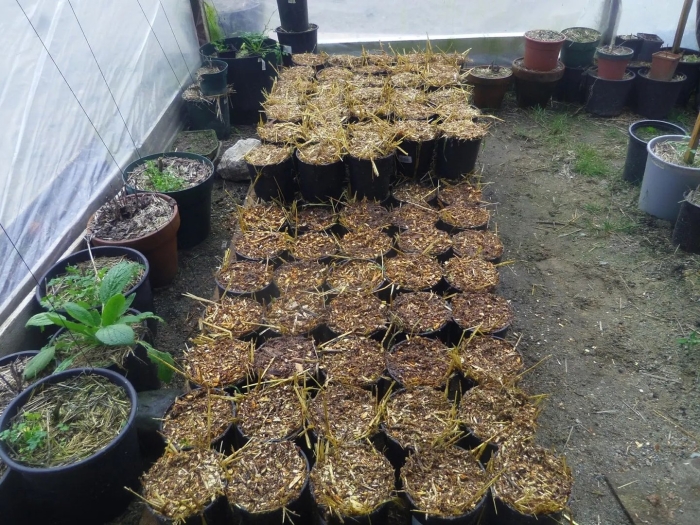 Трюфели в теплице