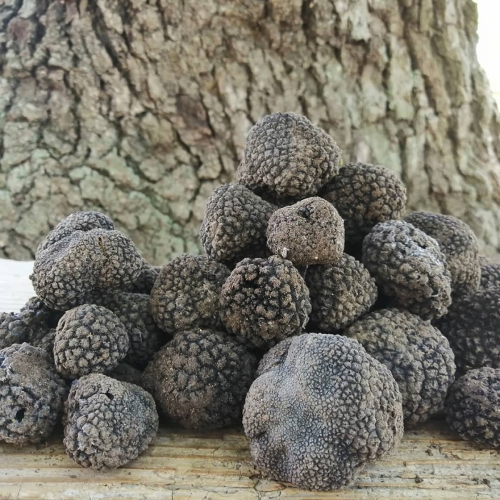 Крымский трюфель гриб