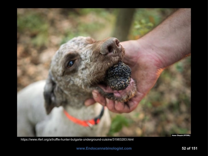 Охотники за трюфелями