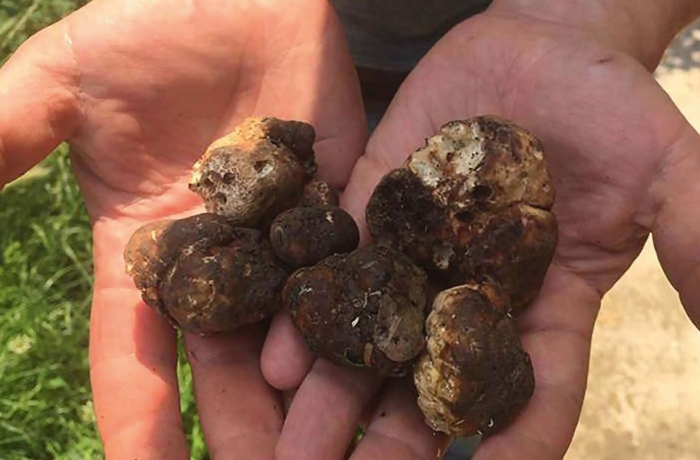 Гриб трюфель