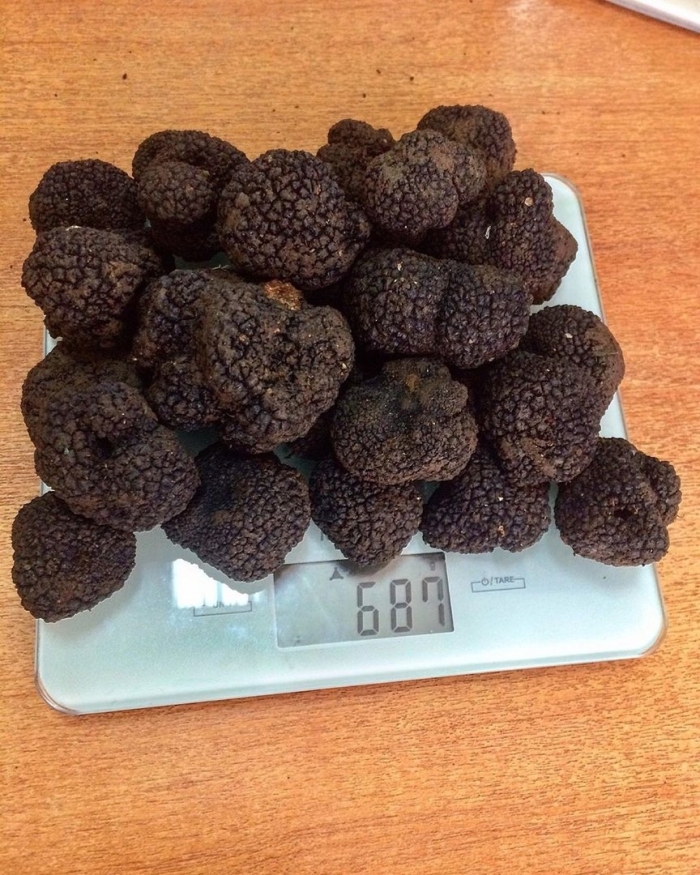 Гриб черный трюфель