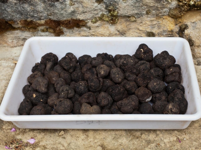 Трюфель в краснодарском крае