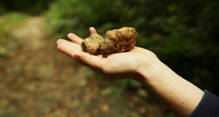 Гриб белый трюфель