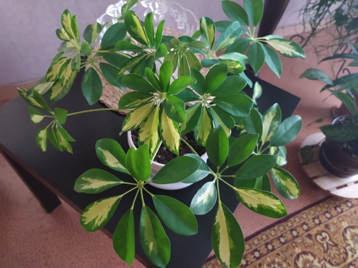 Шеффлера джемини