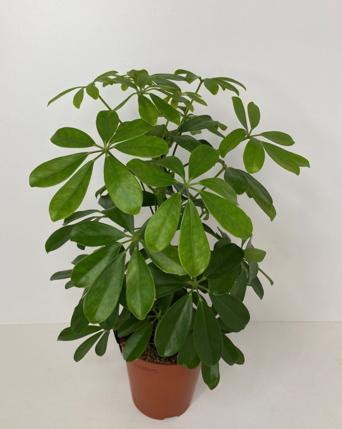 Шеффлера молочай