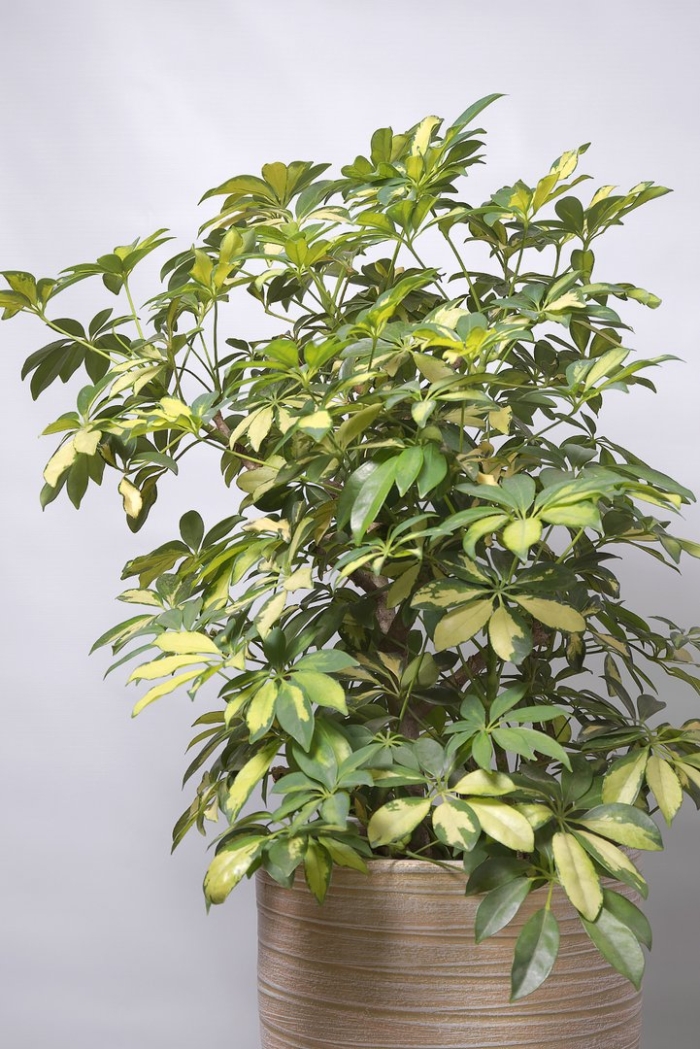 Шеффлера пестролистная