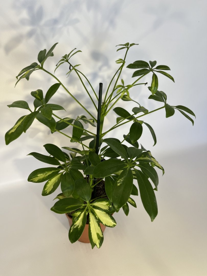 Шеффлера герда