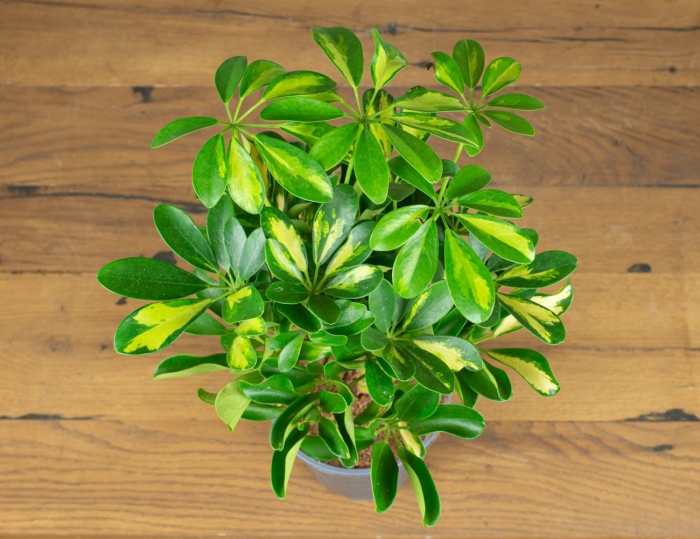 Шефлера цветок