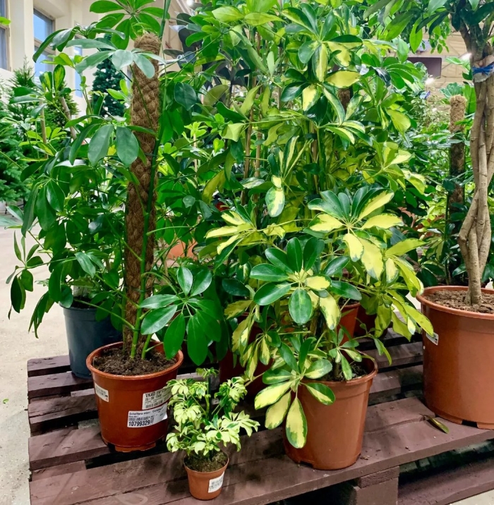 Шеффлера луизиана