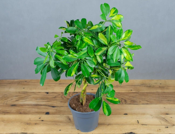 Шефлера восьмилистная