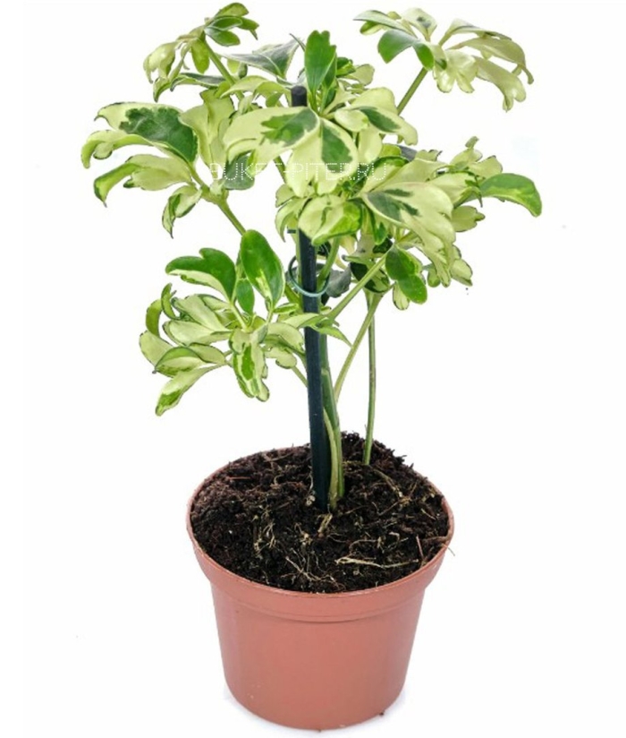 Шеффлера арборикола джанин