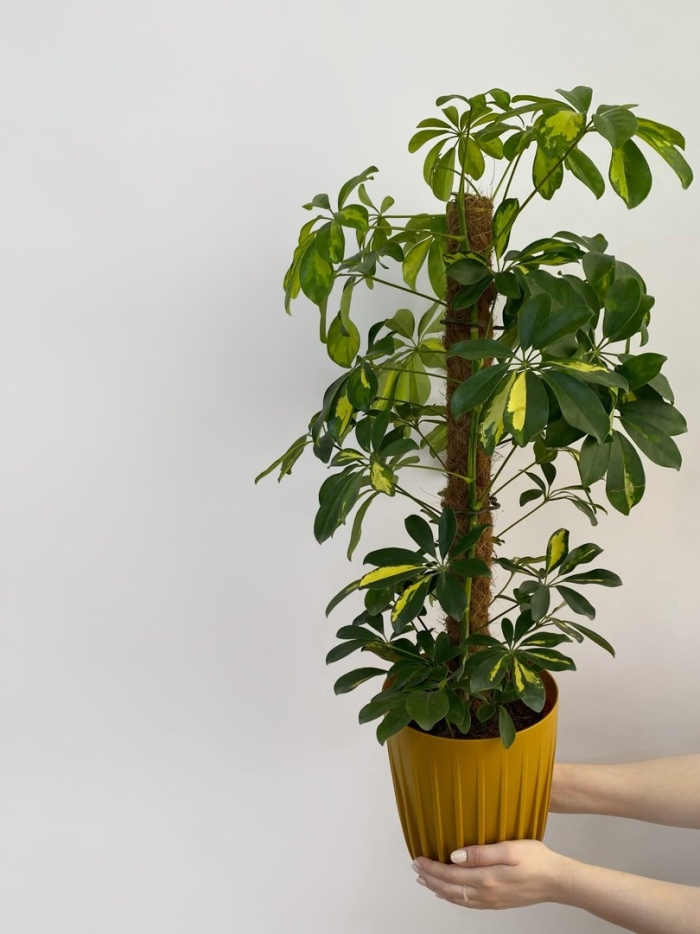 Шеффлера джемини