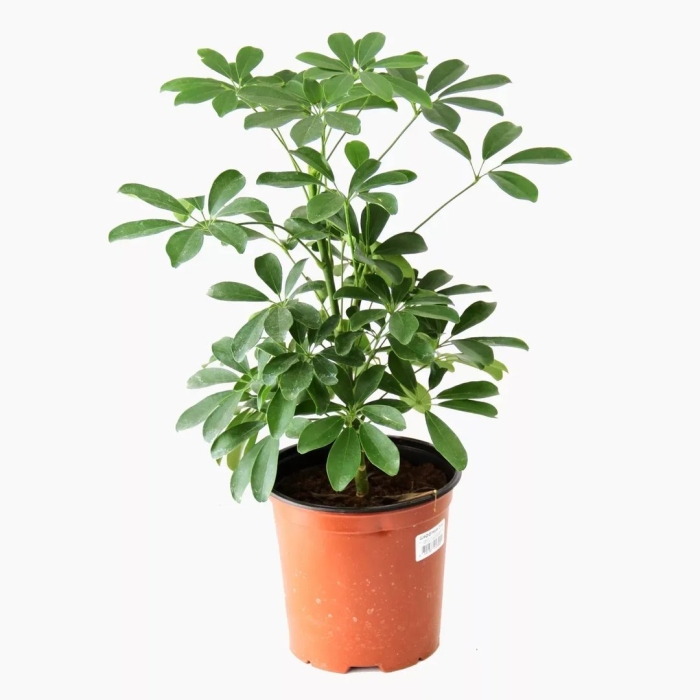 Шеффлера нора цветок