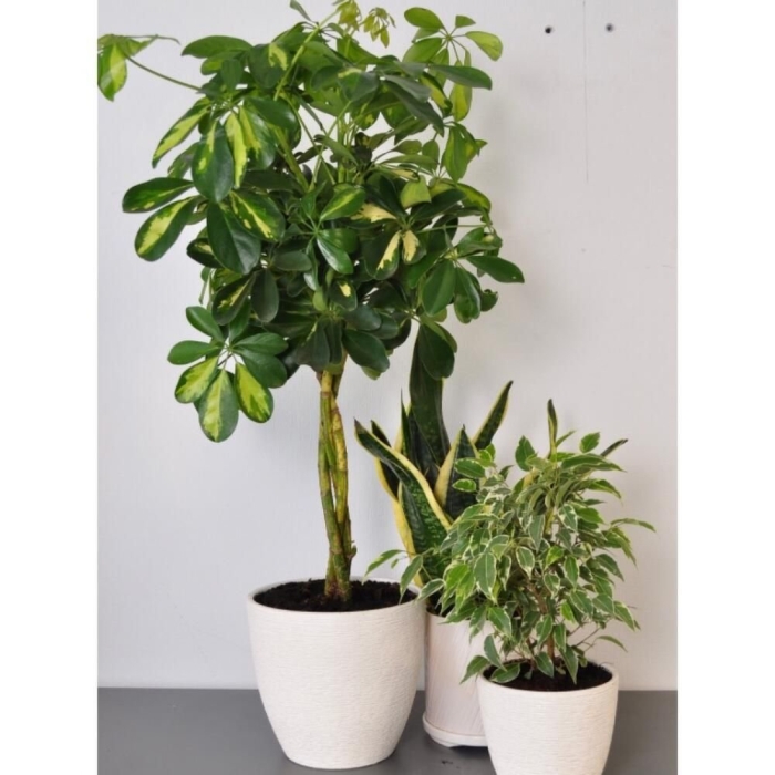 Шеффлера зонтичная зеленая искусственная