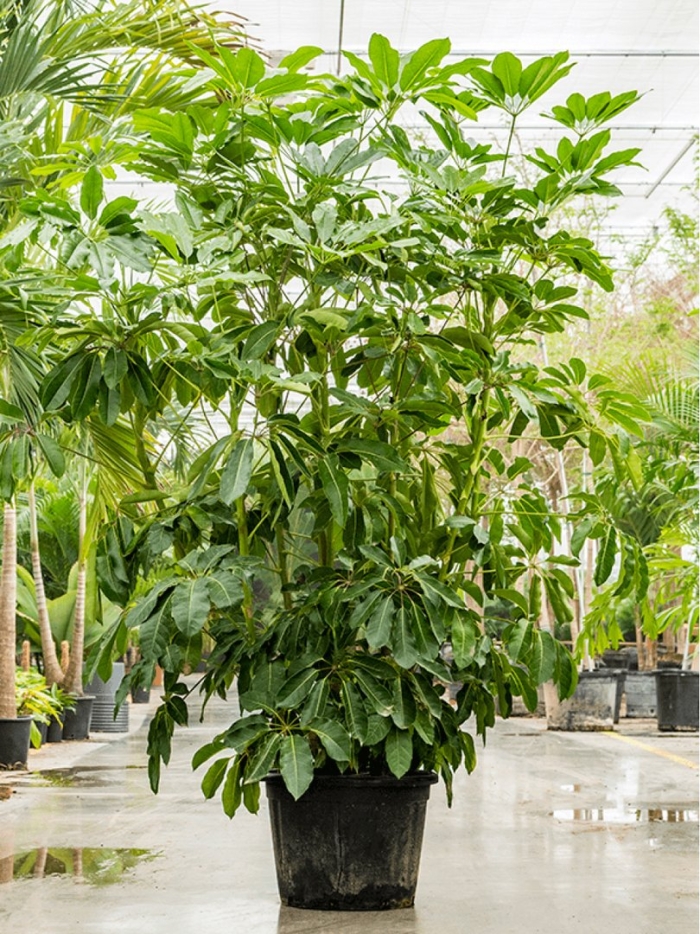 Schefflera actinophylla