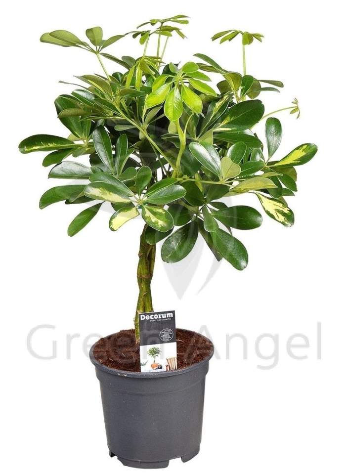 Шеффлера голд капелла