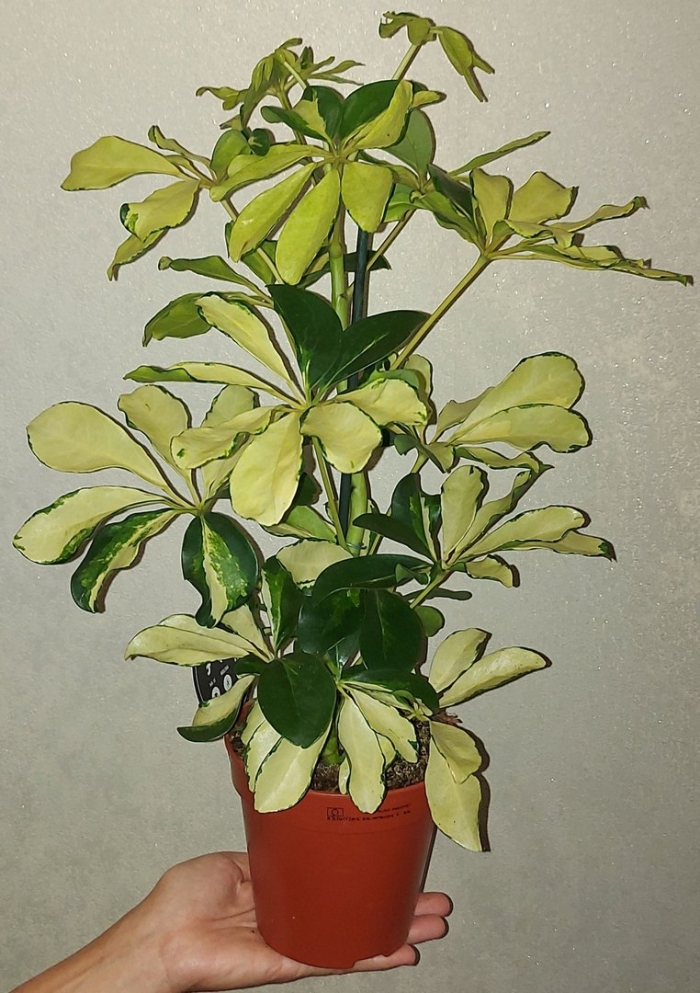 Шефлера голден амате