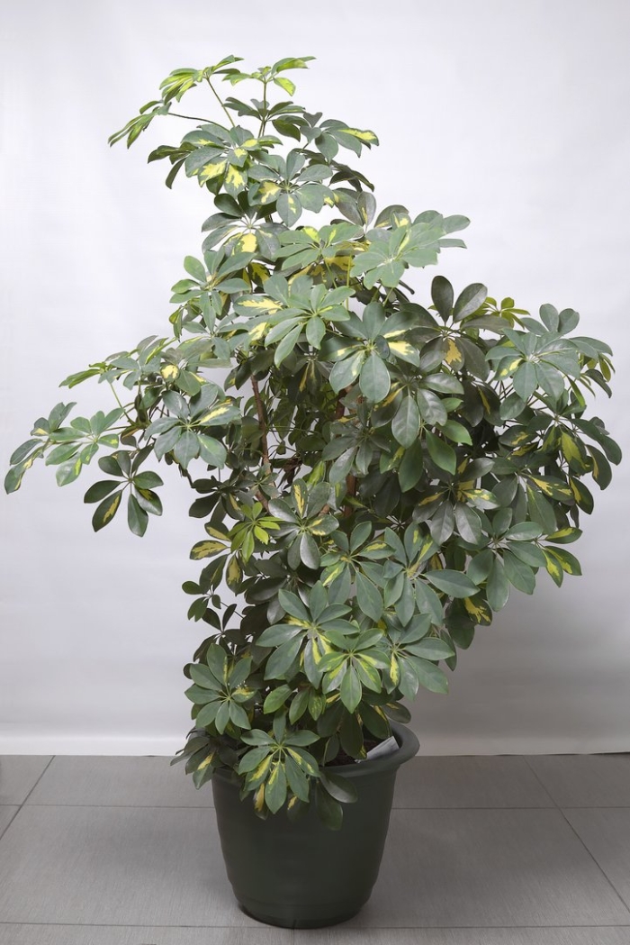 Шеффлера тринити