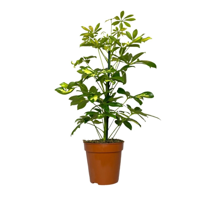 Шеффлера древовидная бонсай