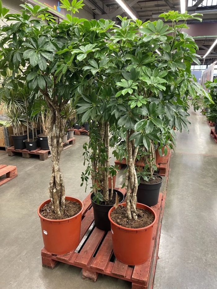 Шеффлера компакта