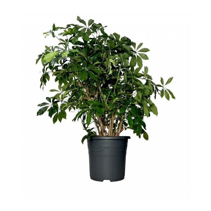 Шеффлера большая