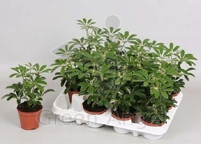 Шеффлера моондроп