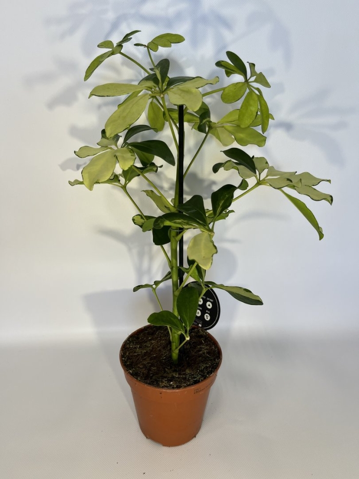 Шеффлера арборикола цветок